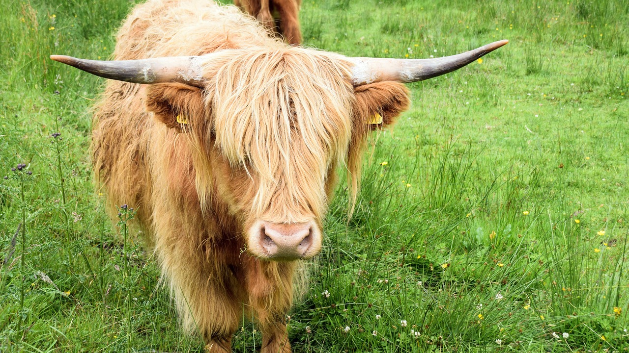 The Cultural Extravaganza of Scotland's Highland Games